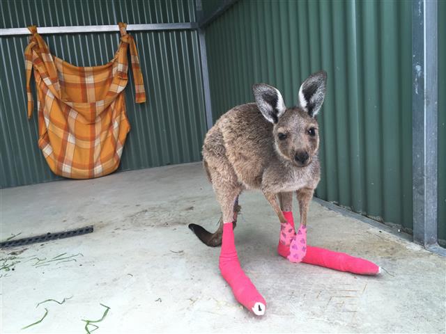 Koalas & Kangaroos In Need