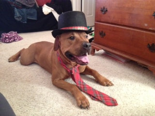 Winners of the Dress Up Your Pet Day Contest!!